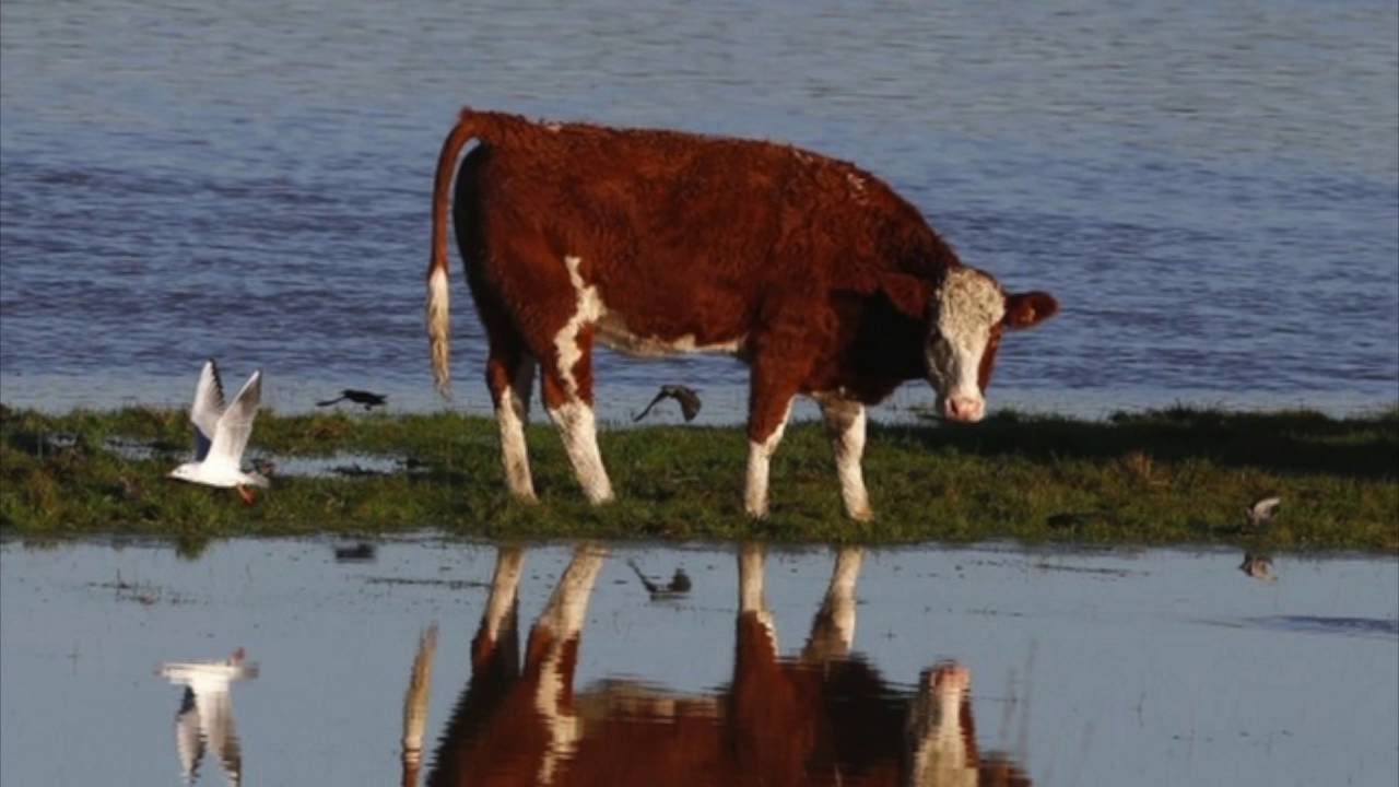 Корова плохо пьет. Корова в воде. Корова пьет. Корова плавает. Корова пьет воду.