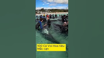 100 Cá voi hoa tiêu mắc cạn - Flashnews247