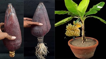 Unique Skill How to grow banana tree from Plantain flower || Tree made from banana flower