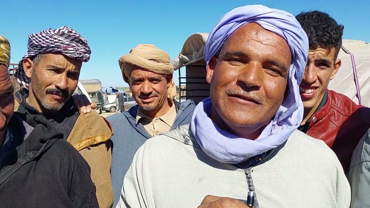 قصيدة معا شيخ نعيمي في سوق  ماشية ولاية سعيدة  سوق قلايعا