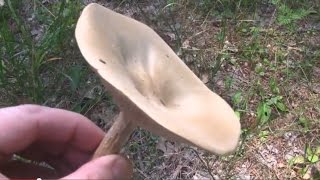 Wild Mushroom Hunting In Central Wisconsin July 20th, 2014