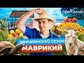 МАВРИКИЙ | В раю на земле, по парку со львом и по воздуху на велосипеде | Приехали!