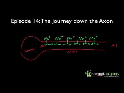 Video: Wat is axonen stadium 1?