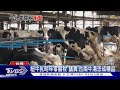 紐西蘭牛乳明年零關稅 議員:台南牛肉湯恐成「精品」｜TVBS新聞 @TVBSNEWS02