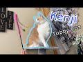 Tabby Cat- Kenji | Cute Tabby Cat Playing