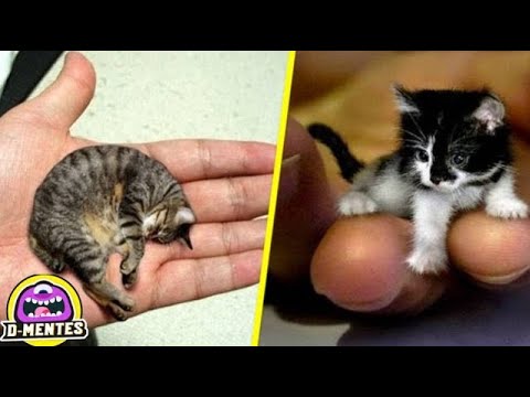 Vídeo: Como Dizem Os Animais: Para Os Mais Pequenos