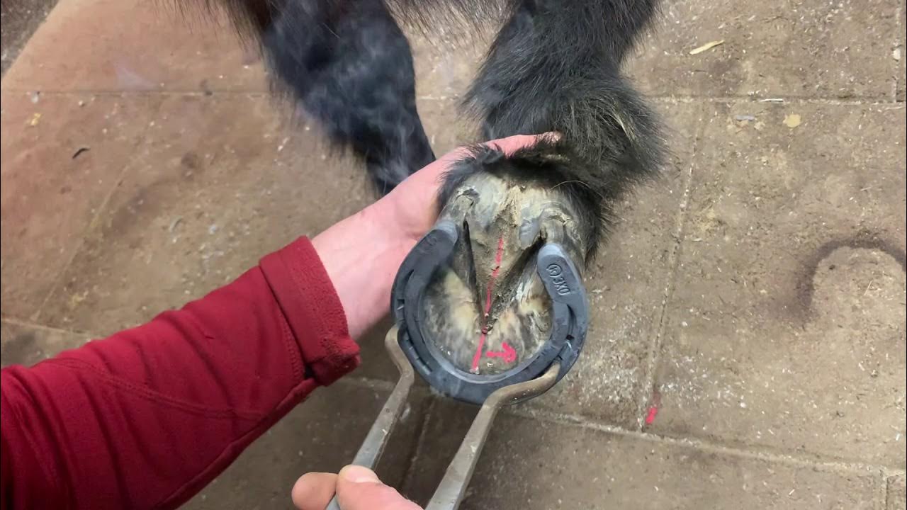 Der Hufschmied Der diagonale Huf YouTube