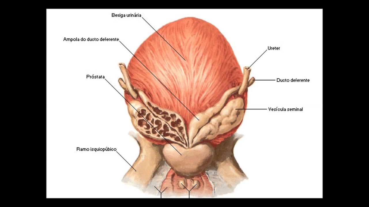 Простата расположена. Простата и семенные пузырьки. Анатомия простаты и семенных пузырьков. Предстательная железа и семенные пузырьки анатомия. Семенной пузырек семенная железа.