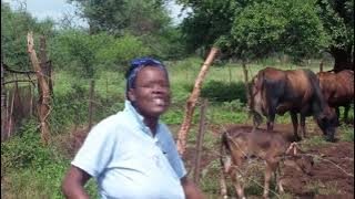 Kgomo tsa bogadi REBANGWE DANCE GROUP DJ SKILARGE KTWO UTLWANANG CULTURAL GROUP 