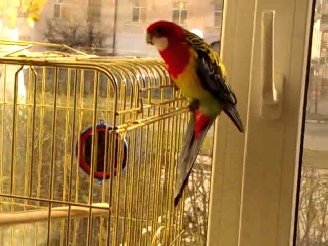 Попугай розелла 3 года