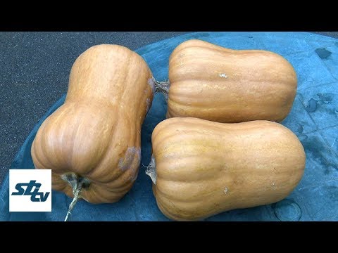 Video: Sorte I Uzgoj Bundeve Butternut