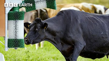 Surprisingly Clever Cows & Mischievous Goats | Secret Life of Farm Animals | BBC Earth