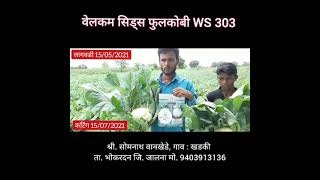 Hybrid Cauliflower WS 303