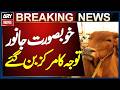 Beautiful Animals In Karachi Cow Mandi || Eid Ul Adha 2026