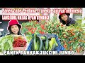 PANEN CABE PERDANA DAN ANEKA SAYURAN INDONESIA || PANEN BANYAK ZUCCHINI JUMBO