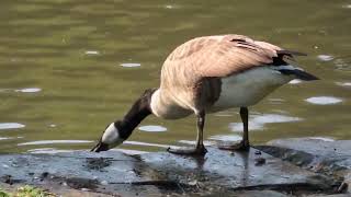 moorhen gets the apple core, and so does goose