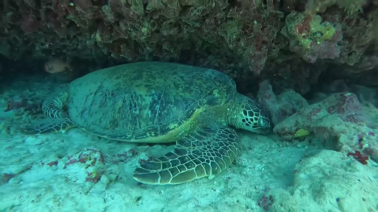 SCUBA Diving In Honolulu - Vlog 638