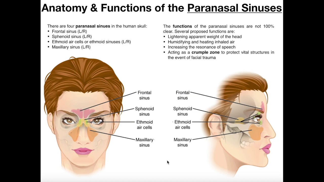 The Paranasal Sinuses - Structure - Function - TeachMeAnatomy