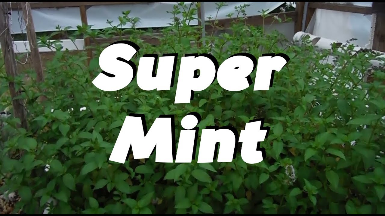 does amazon pay taxes Super Mint: Lava Rock Aquaponics