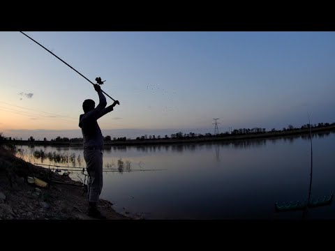 Видео: КАМ'ЯНКА. Ловля карася донками на горох на дикому ставку. Риболовля з ночівлею в жовтні.