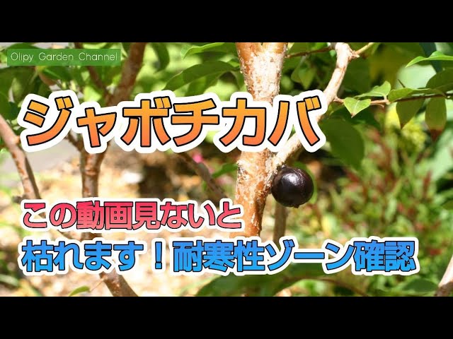 Jaboticaba Winter Survival] If you don't watch this video, your