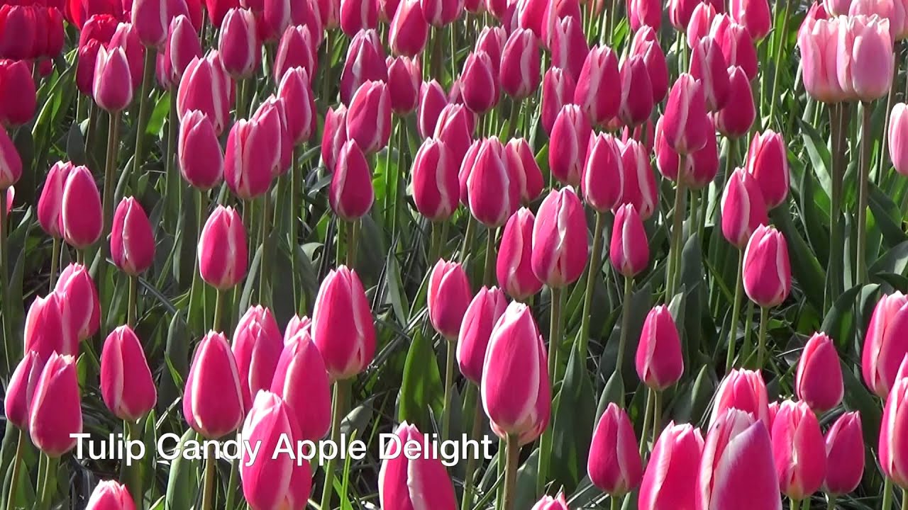 Tulip Candy Apple Delight - Tulip Bulbs from Holland