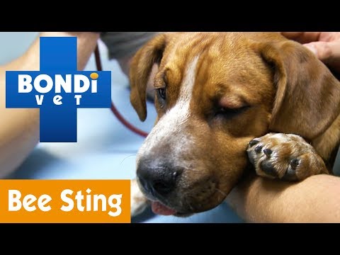 Video: Bee Sting-reacties en behandeling voor honden