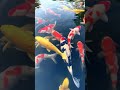 Cute And Attractive Fishes Gold Fish Betta Fish Koi Fish Aquarium Most Beautiful Fish Video 176 Cute And Attractive Fishes Gold Fish Betta Fish Koi Fish Aquarium Most Beautiful Fish Video 176