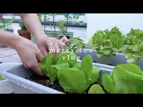 텃밭 가꾸는 일상 🪴 | 직접 기른 농작물로 샌드위치, 바스크치즈케이크 만들기🥧