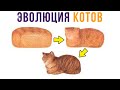 КОТЫ ЭТО ХЛЕП!))) Приколы с котами | Мемозг #505