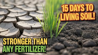 Forget Compost, This Make Dead Soil ALIVE in 15 Days – No Fertilizer Can Beat This!