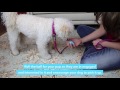 iFetch Training Video Step 1 iFetch Training Video Step 1
