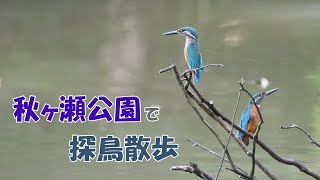 【探鳥散歩】秋ヶ瀬公園で出会った野鳥たち