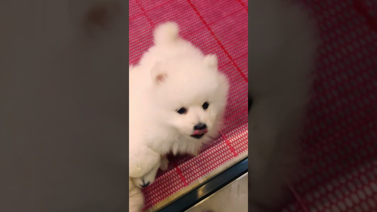 Cute Mini Funniest Animals - Best Of The 2025 Funny Animal Videos 