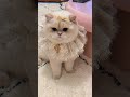 terpesona dengan kucing ( jangan lupa subscriber )