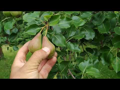 Video: Warum Birnen Nützlich Sind