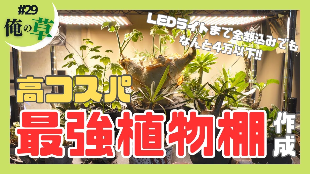 高コスパ最強植物棚(俺なりに)【#29 俺の草】 - YouTube
