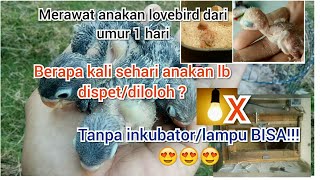 Cara meloloh dan merawat anakan lovebird