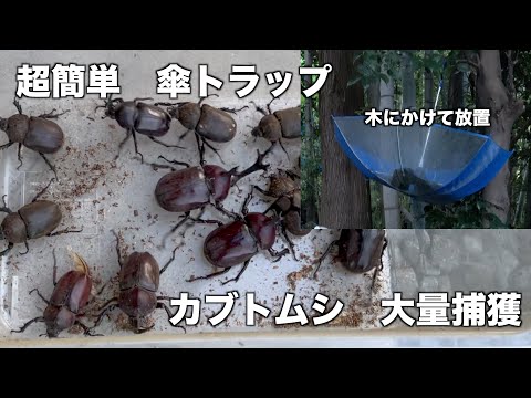 Super Easy How To Make A Stag Beetle Trap