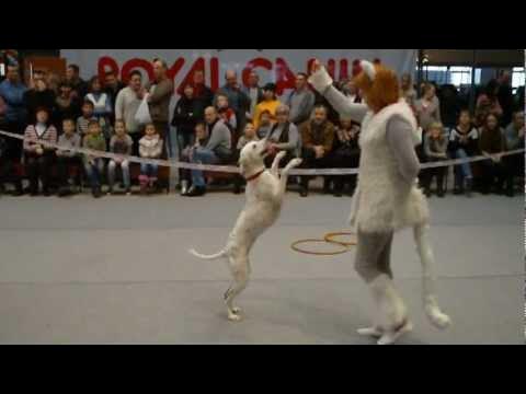 Всероссийская выставка охотничьих собак 2023. Выставка вео. Выставка собак в воронеже 2024. Питомник дикий мир. Выставка собак в воронеже 2024.