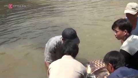 [Clip nổi bật] Cá hô nặng gần 130 kg được ngư dân bắt ở sông Đồng Nai