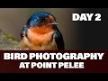 Bird Photography at Point Pelee - Festival of Birds 2016 - DAY 2