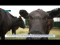 ПЛЕМЕННОЙ СКОТ ИЗ РОССИИ ДЛЯ ФЕРМЕРОВ КЫРГЫЗСТАНА