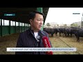 ПЛЕМЕННОЙ СКОТ ИЗ РОССИИ ДЛЯ ФЕРМЕРОВ КЫРГЫЗСТАНА