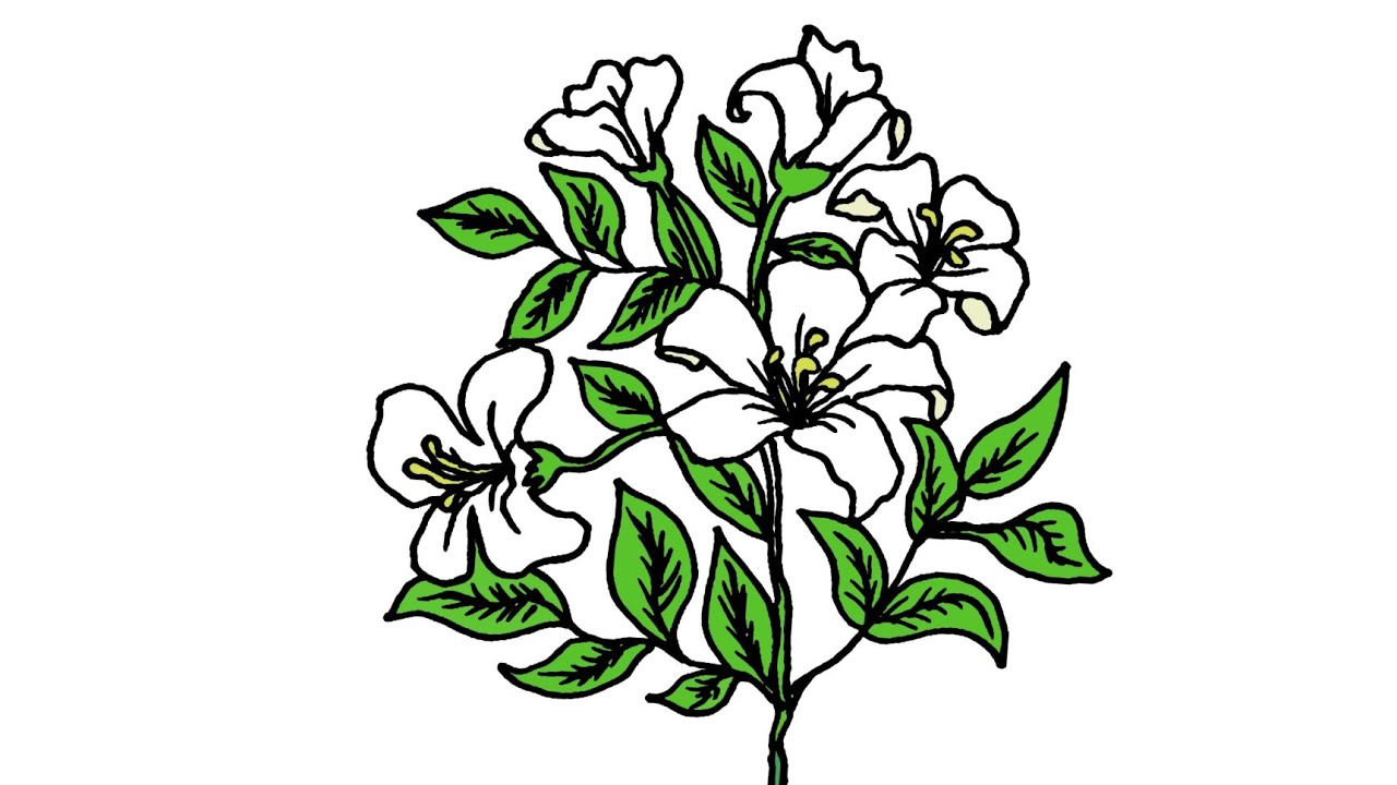 pics Sampaguita Flower Drawing Easy youtube.
