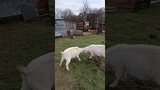 game of goats jumping &amp; headbang 🐐#naturedaily #nature #naturelovers #animal #fluffyfriends #goat