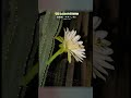【東山動植物園公式】鋭稜柱の開花 《 開花シリーズ　植物園 》