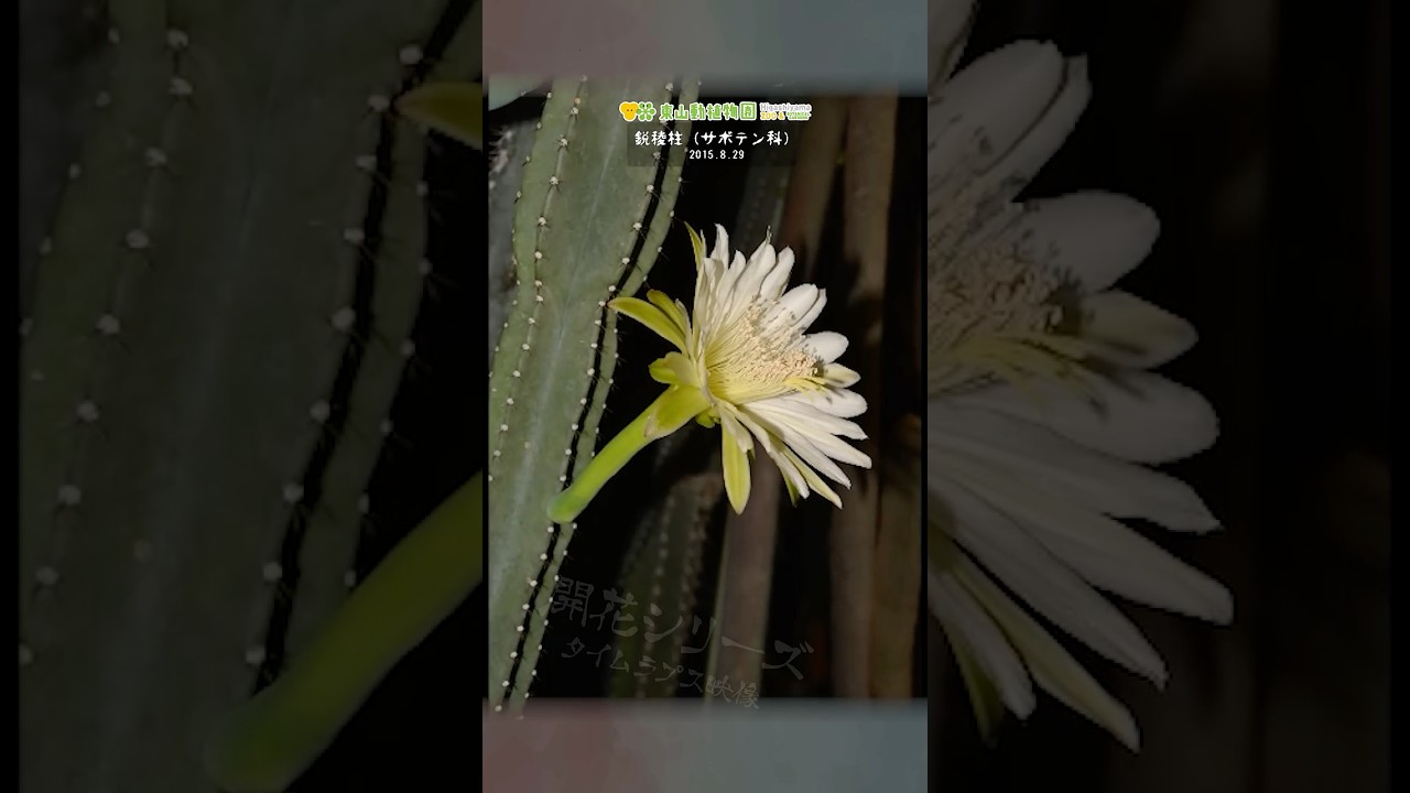 【東山動植物園公式】鋭稜柱の開花 《 開花シリーズ　植物園 》