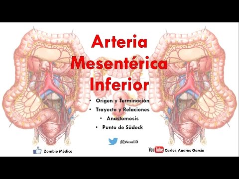 Vídeo: Anatomía, Función Y Diagrama De La Arteria Mesentérica Inferior - Mapas Corporales