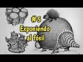 🌼PALEONTOLOGÍA y FÓSILES * ¿Cómo trabaja un PALEONTÓLOGO? #5 La exposición de los fósiles 🦔